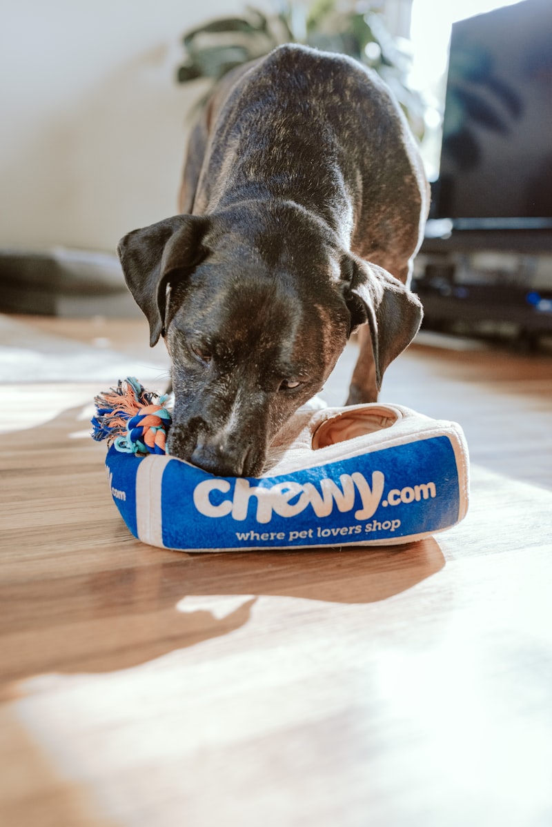 Built on a belief that pets deserve more