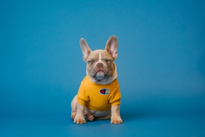 Senior Pet Wellness