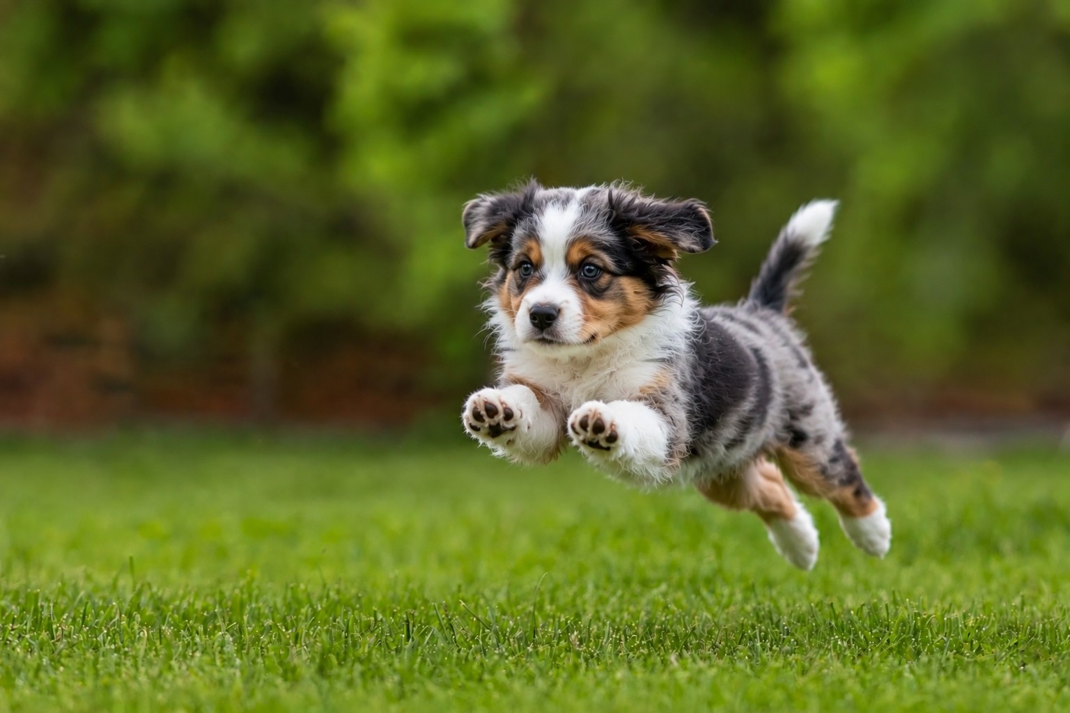 Puppy running on grass